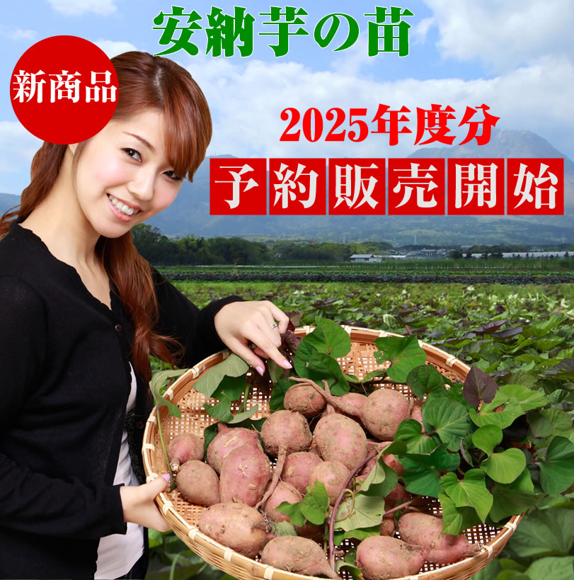 【予約】安納芋(赤)の切り苗　1束50本入【送料650円】【お届け日指定不可】