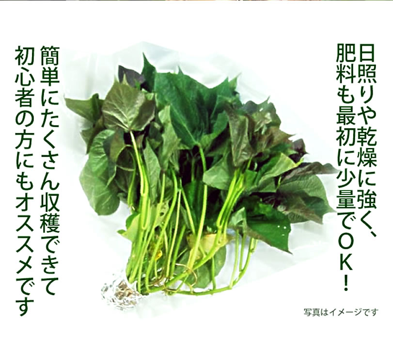 安納芋(苗)｜安納芋の通販やお取り寄せはゆうゆう通販