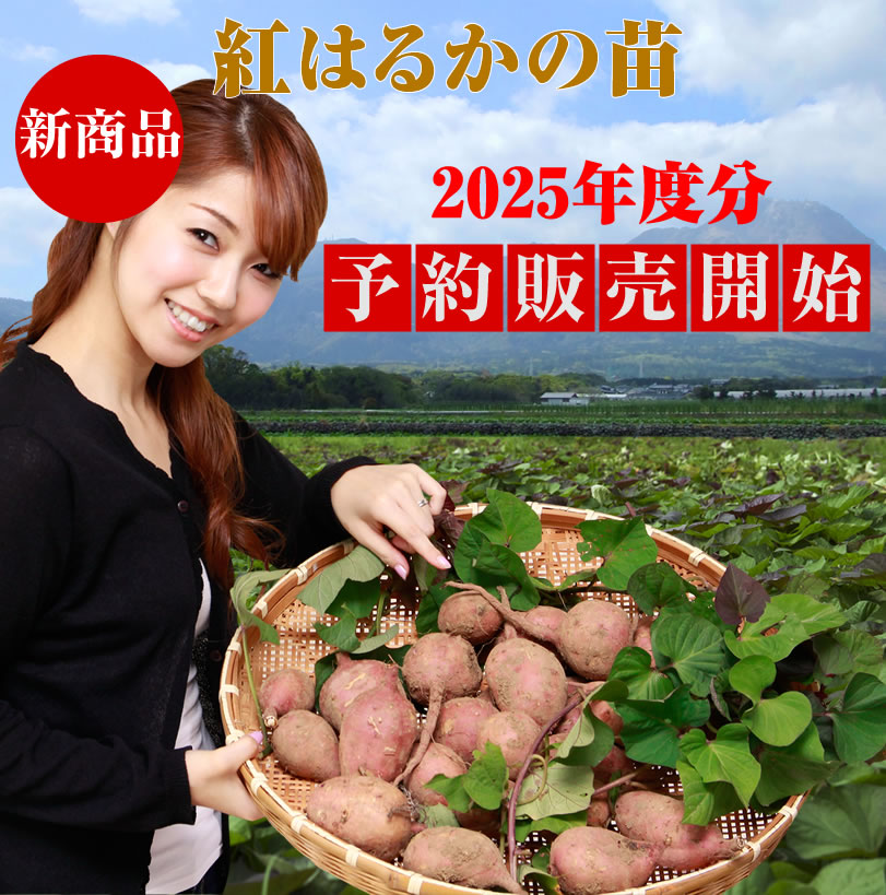 【予約】紅はるかの切り苗　1束300本【送料無料】PVP登録品種【お届け日指定不可】