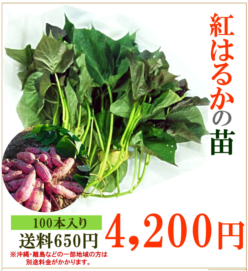 ⑦さつまいも苗【紅はるか】 50本+予備苗 ハルカ 芋苗 サツマイモ苗