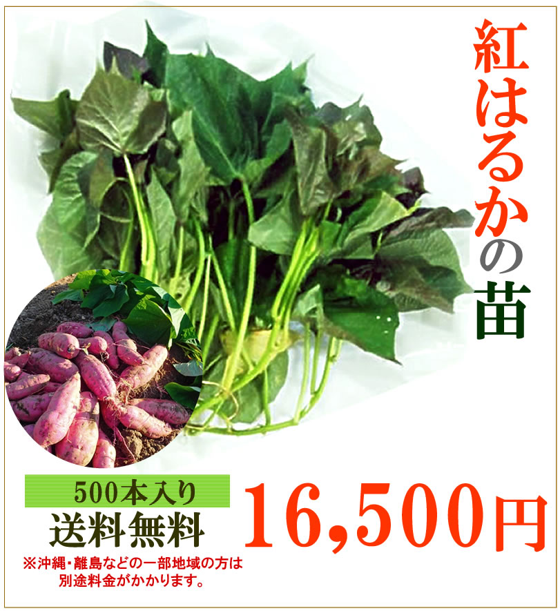 予約】紅はるかの切り苗 1束500本【送料無料】【お届け日指定不可】