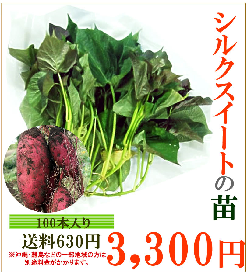 サツマイモの苗 30本