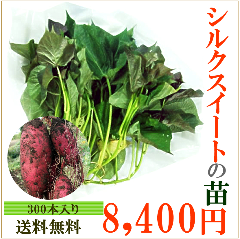 サツマイモの苗 30本
